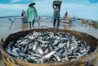 ikan lemuru ikan lemuru